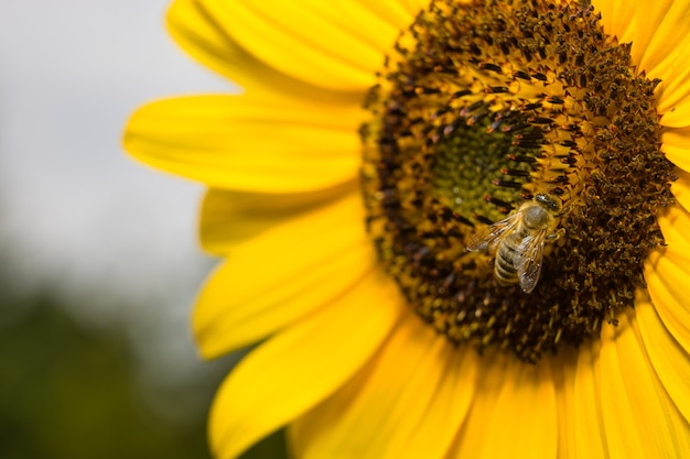 Macro  of a bee on a sunflower (focus on bee) with copy space