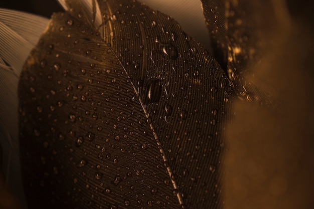 Macro close-up di una piuma marrone con goccioline