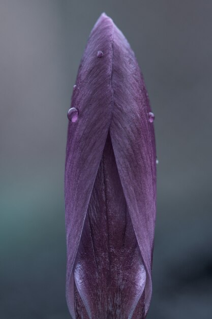 Macro  of a closed purple Crocus Vernus flower 