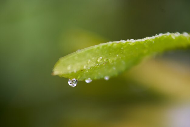 macro closeup plant leaf wet