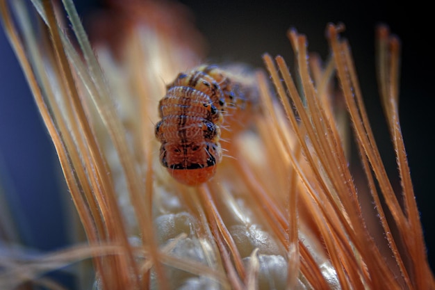 Macro closeup shot of a corn borer worm on a corn silk