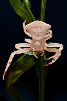Macro closeup of white crab spider on branch