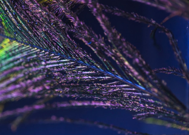 Macro Colorful Feather Peacock on Blue Backdrop – Free Stock Photos