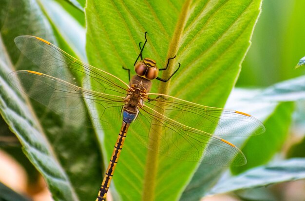 Macro of a dragonfly on a leaf