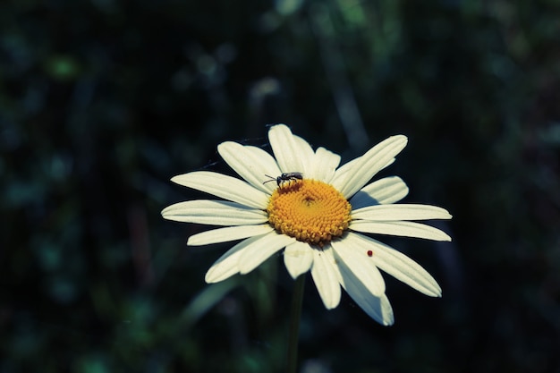 Foto gratuita macro fiore ala nessuno colore