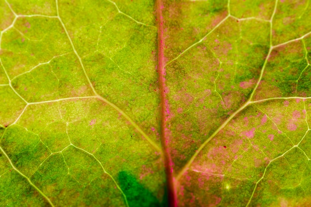 Macro of a green leaf