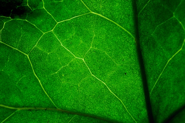 Macro of a green leaf