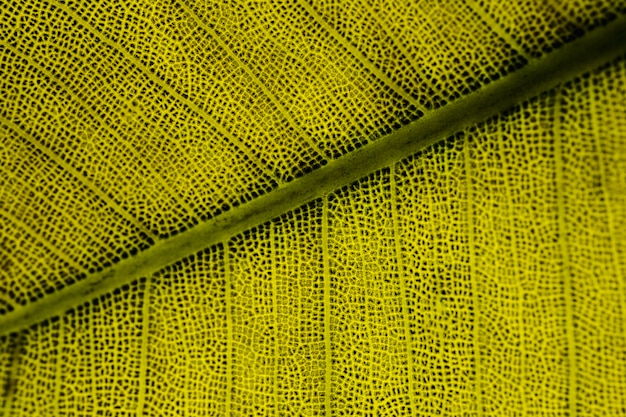 Macro di una foglia verde