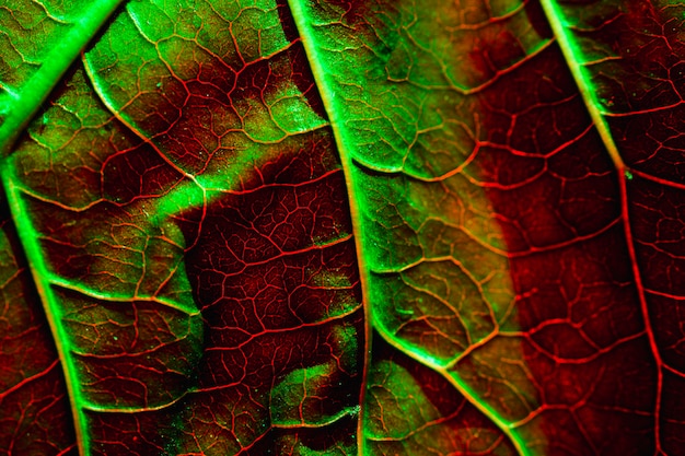 Foto gratuita macro di una foglia verde