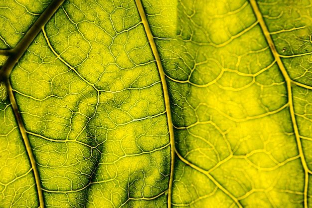 매크로 녹색 잎