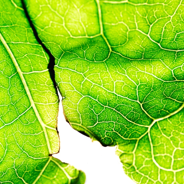 Free photo macro of a green leaf