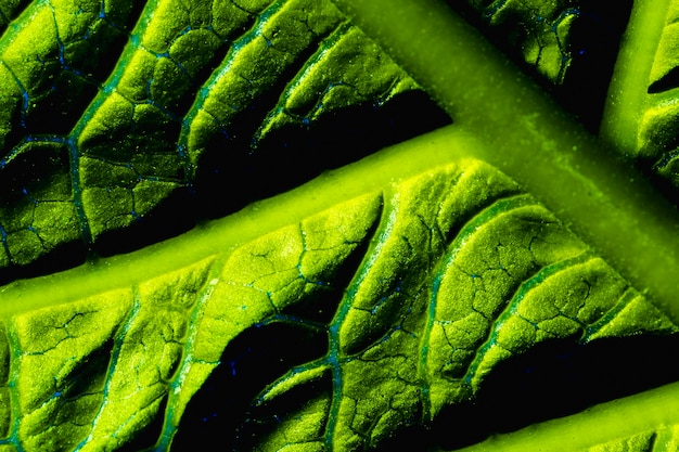 Macro of a green leaf