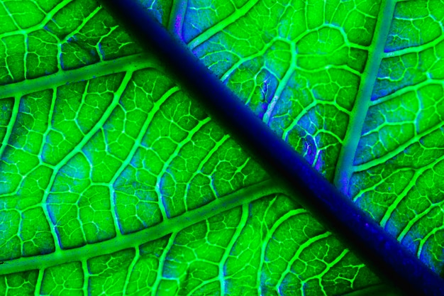 Free photo macro of a green leaf
