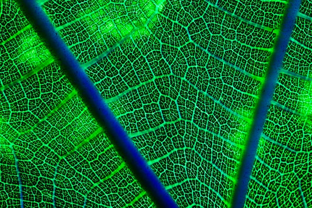 Macro of a green leaf
