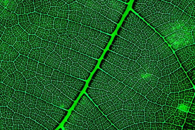 Macro of a green leaf