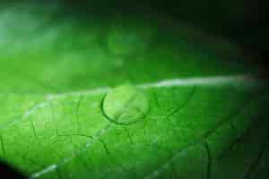 Free photo macro of a green leaf