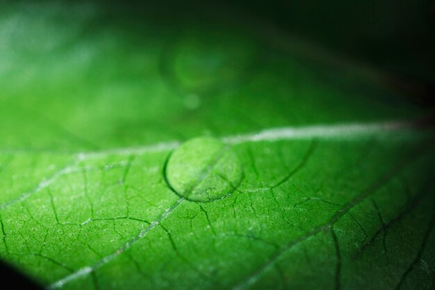 Macro of a green leaf