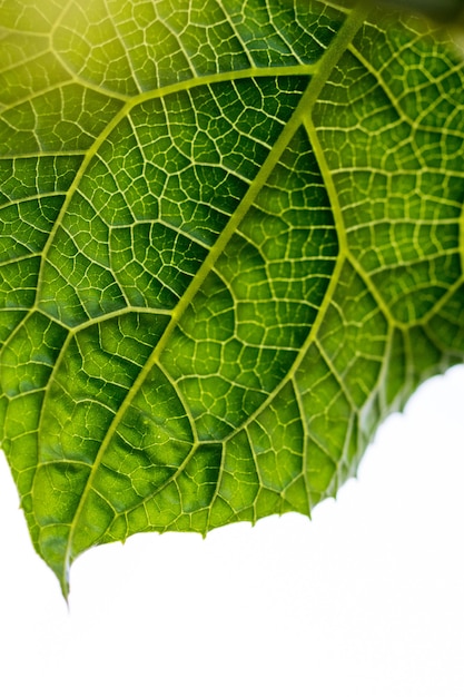 Macro of green leaf