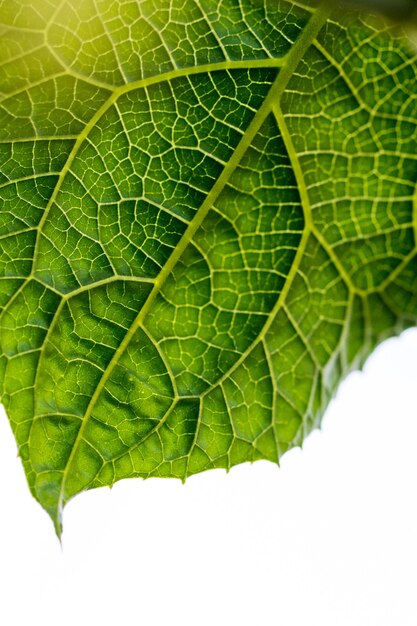 Macro of green leaf