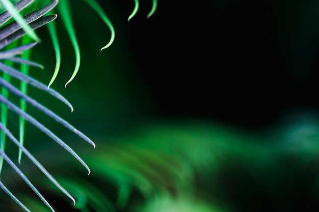 Macro of a green tropical leaf