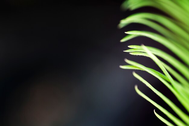 Macro of a green tropical leaf