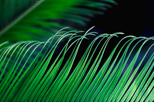 Macro of a green tropical leaf