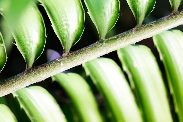 Macro of a green tropical leaf