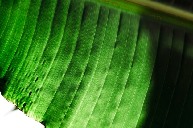 Макрос зеленого тропического листа