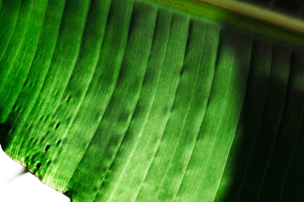 Macro of a green tropical leaf