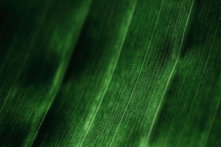 Free Photo macro of a green tropical leaf