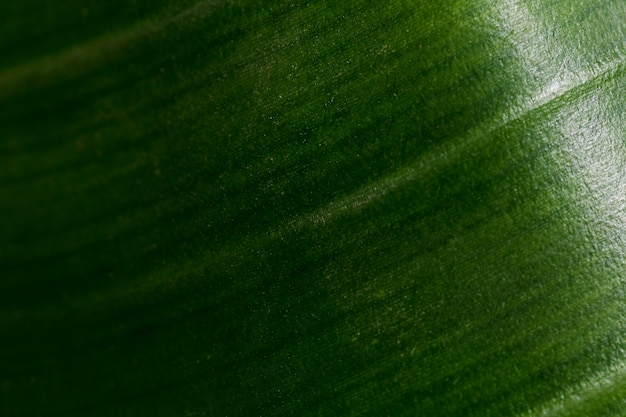 熱帯の緑の葉のマクロ