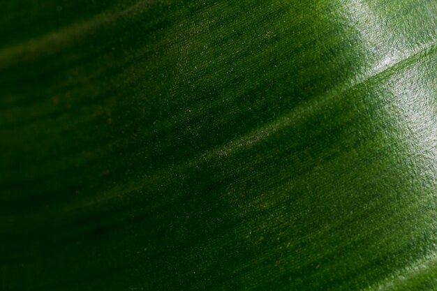 Macro of a green tropical leaf