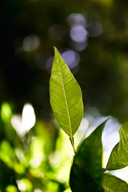 Macro of a green tropical leaf