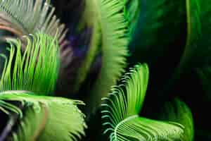 Free photo macro of green tropical leaves