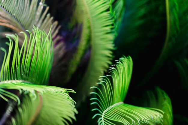 Macro of green tropical leaves