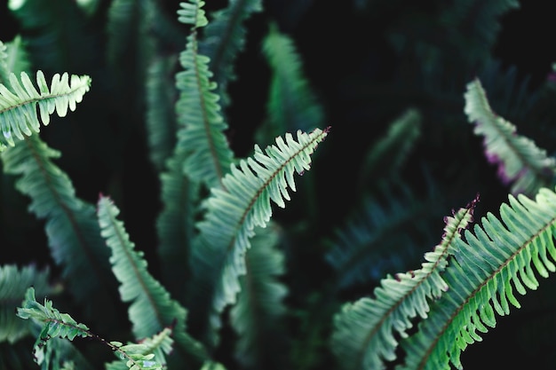 Macro of green tropical leaves