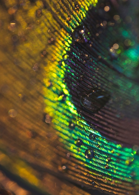 Immagine a macroistruzione della piuma del pavone con le gocce di acqua