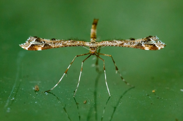 Foto gratuita macro di un insetto su sfondo verde sfocato