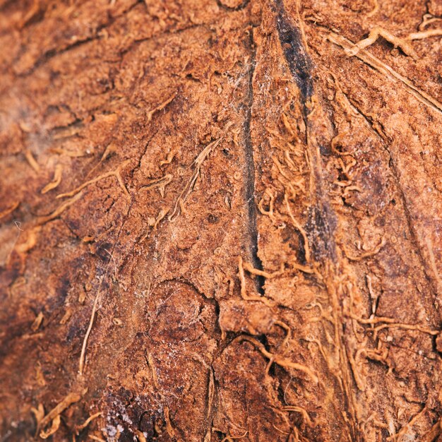 Macro kiwi texture