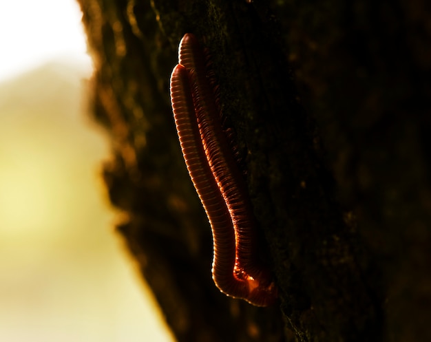 Macro del phylum arthropoda animale del millepiedi