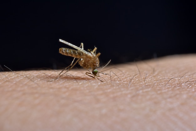 マクロ蚊が人間の肌にかみつく Premium写真