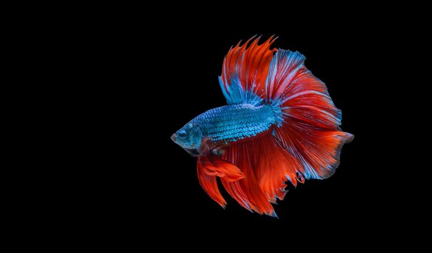 カラフルなベタの魚 黒で隔離された動きのシャムの戦いの魚 プレミアム写真 カラフルなベタの魚 黒で隔離された動きのシャムの戦いの魚 プレミアム写真