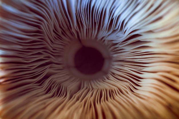 Macro of Mushroom Gills