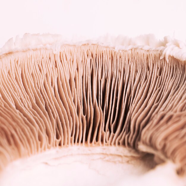 Macro mushroom texture