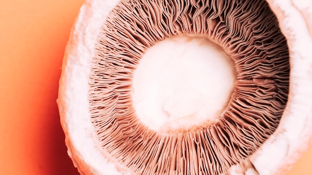Macro mushroom texture