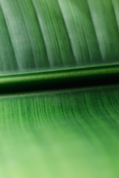 Бесплатное фото Макрос зеленого тропического листа