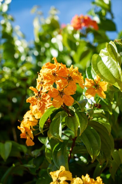 マクロオレンジ色の植物緑の自然