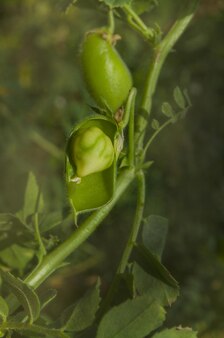 매크로 사진 cicer arietinum 녹색 포드 및 콩입니다. 병아리콩 꼬투리 잎과 콩. 병아리콩 그린 필드