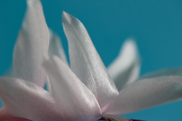 青い背景のスタジオ撮影で白いシャコバサボキの花びらのマクロ写真