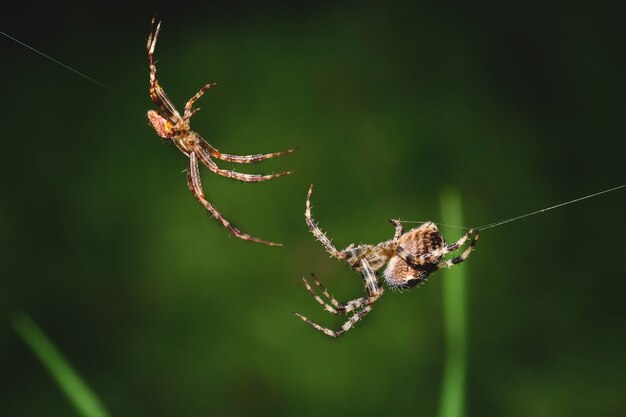 Macro photo of two spiders